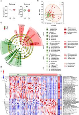 Peptoniphilus gorbachii alleviates collagen-induced arthritis in mice by improving intestinal homeostasis and immune regulation